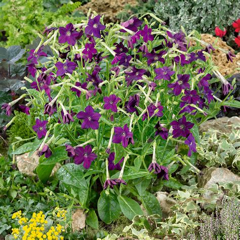 tobacco deep purple flower.